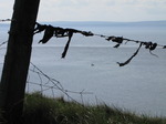 SX05156 Little fishing boat through black plastic hanging from barbed wire.jpg